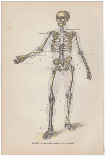THE BONES, JOINTS, AND LIGAMENTS